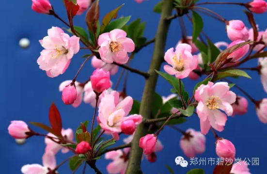 紅妝 宋 李清照 昨夜雨疏風驟 濃睡不消殘酒 試問卷簾人 卻道海棠