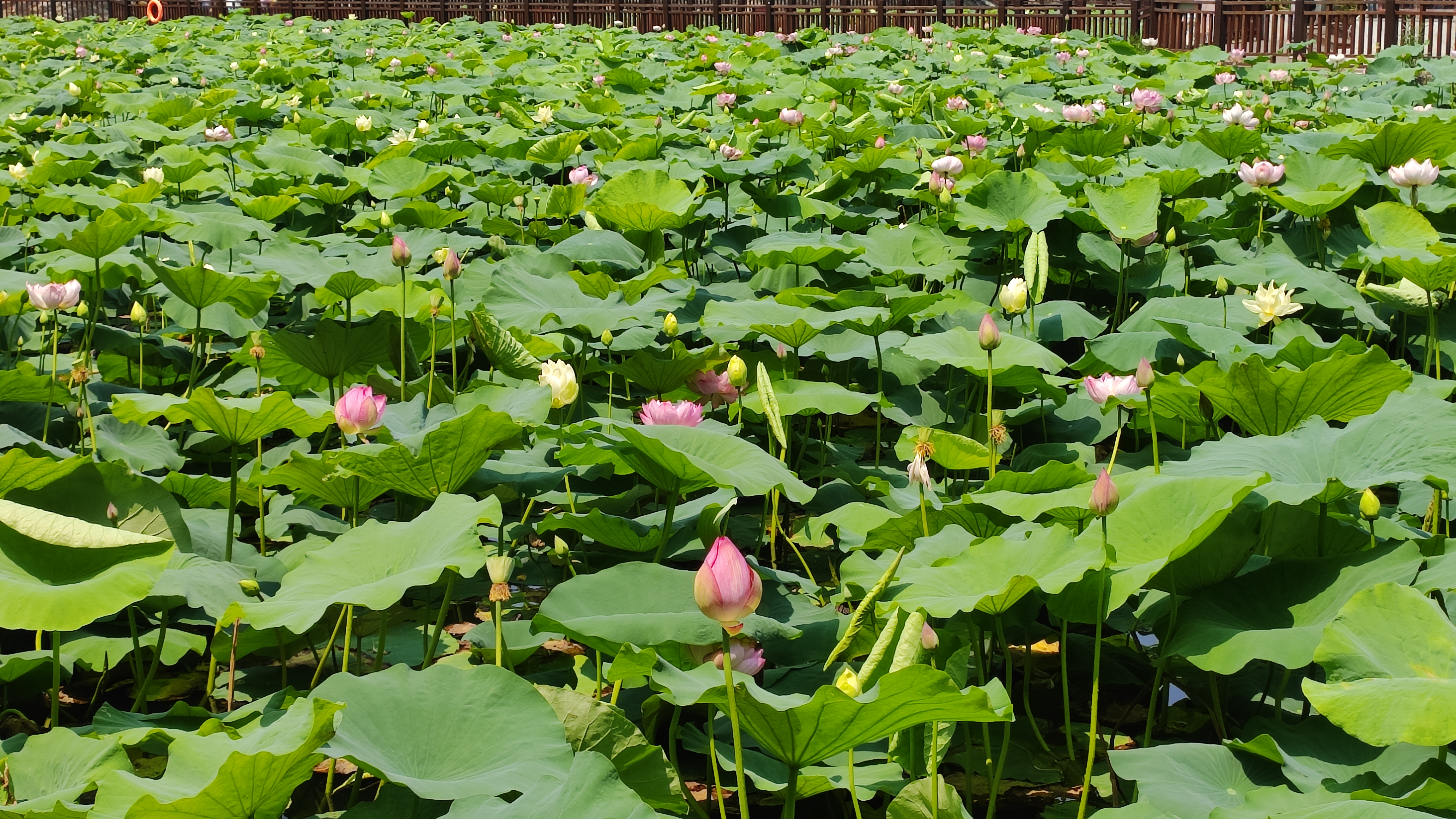 郑州紫荆山公园地图图片