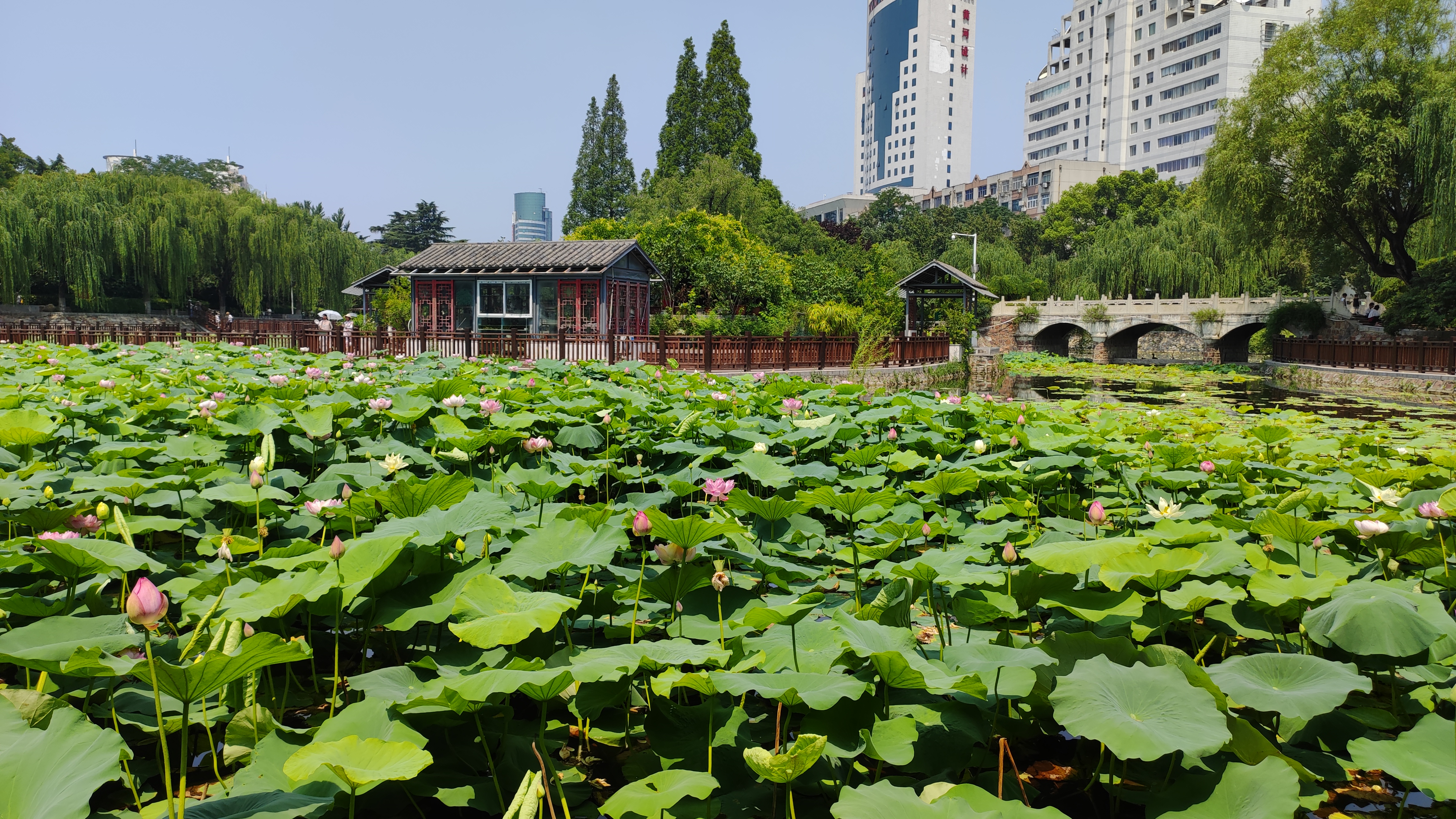 郑州市2023年荷花展6月28日在紫荆山公园开幕